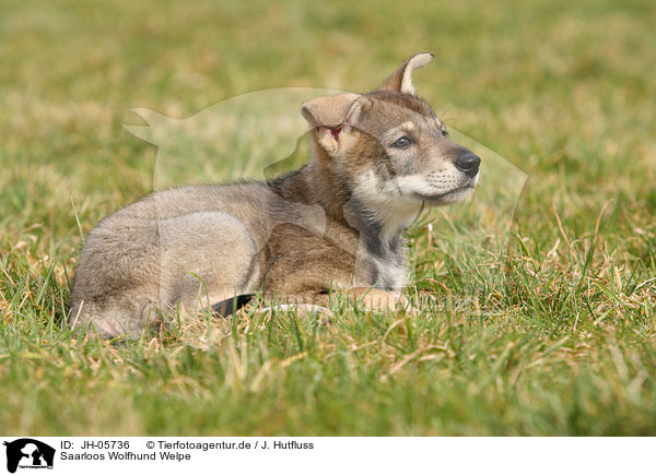 Saarloos Wolfhund Welpe / Saarloos Wolfdog Puppy / JH-05736