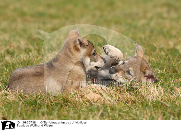 Saarloos Wolfhund Welpe / Saarloos Wolfdog Puppy / JH-05738