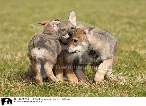 Saarloos Wolfhund Welpe / Saarloos Wolfdog Puppy / JH-05740