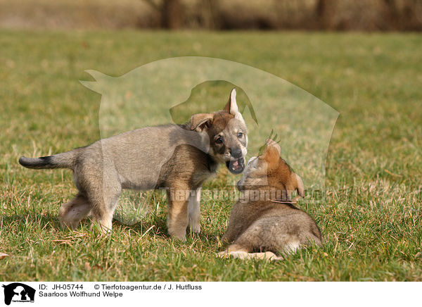 Saarloos Wolfhund Welpe / Saarloos Wolfdog Puppy / JH-05744