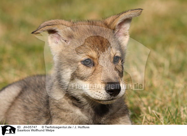 Saarloos Wolfhund Welpe / Saarloos Wolfdog Puppy / JH-05747