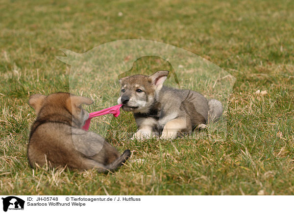 Saarloos Wolfhund Welpe / JH-05748