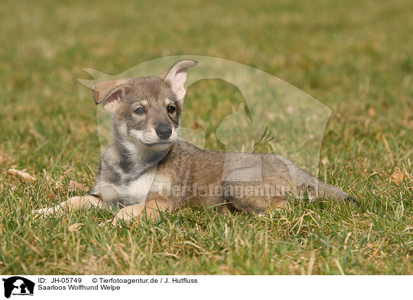 Saarloos Wolfhund Welpe / JH-05749
