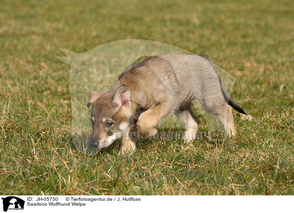 Saarloos Wolfhund Welpe / Saarloos Wolfdog Puppy / JH-05750