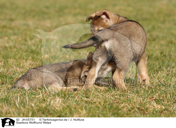 Saarloos Wolfhund Welpe / Saarloos Wolfdog Puppy / JH-05751