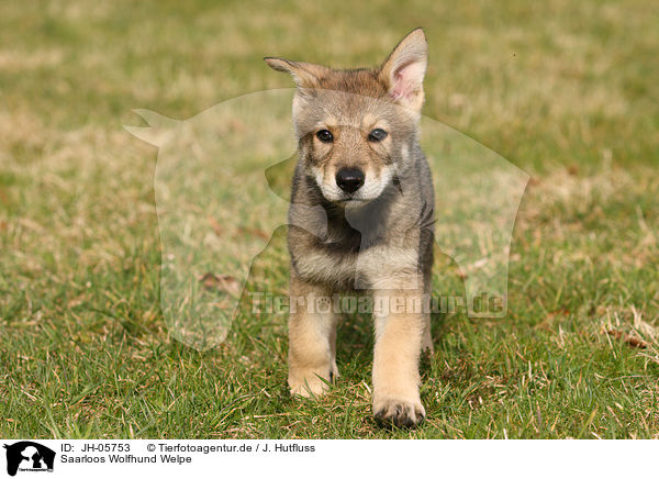 Saarloos Wolfhund Welpe / Saarloos Wolfdog Puppy / JH-05753