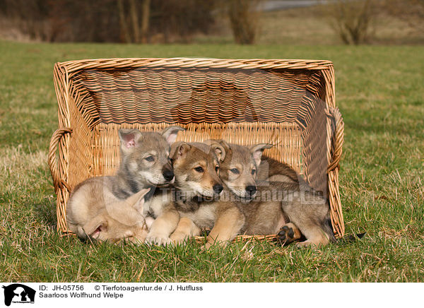Saarloos Wolfhund Welpe / JH-05756