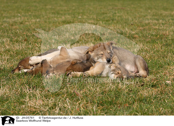 Saarloos Wolfhund Welpe / JH-05761