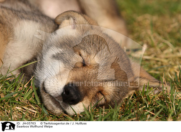 Saarloos Wolfhund Welpe / JH-05763