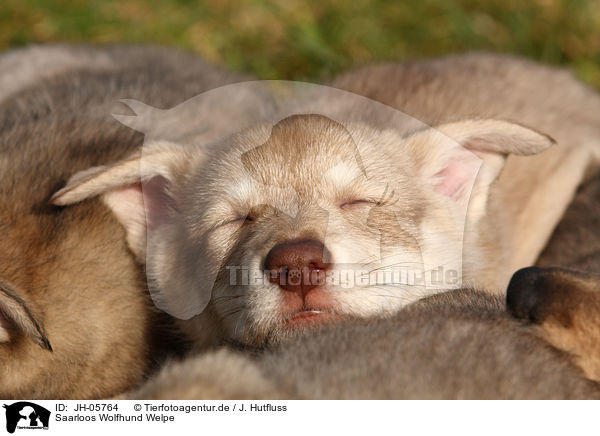 Saarloos Wolfhund Welpe / JH-05764