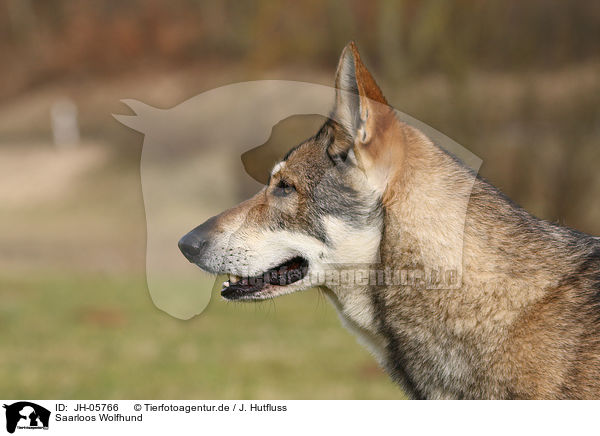 Saarloos Wolfhund / Saarloos Wolfdog / JH-05766