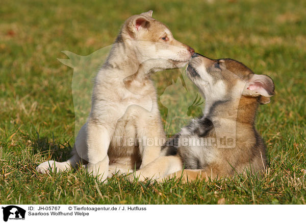 Saarloos Wolfhund Welpe / JH-05767