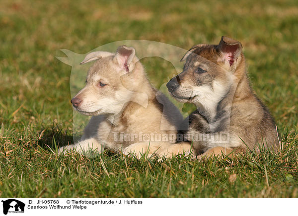 Saarloos Wolfhund Welpe / Saarloos Wolfdog Puppy / JH-05768