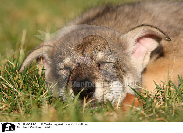 Saarloos Wolfhund Welpe / Saarloos Wolfdog Puppy / JH-05770