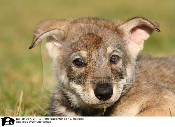 Saarloos Wolfhund Welpe / JH-05772