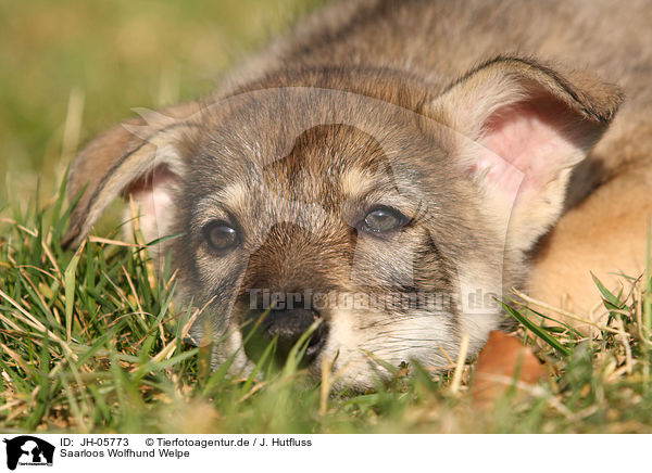 Saarloos Wolfhund Welpe / JH-05773