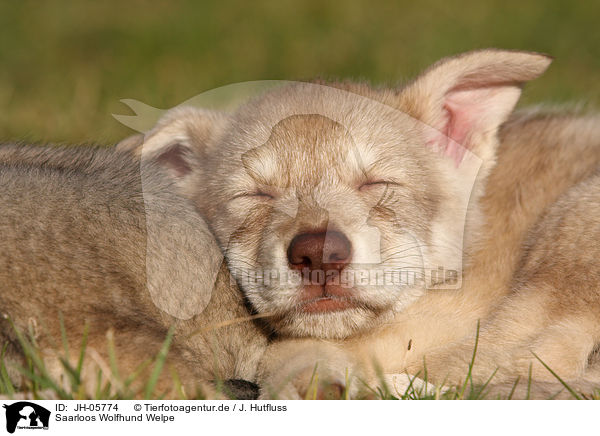 Saarloos Wolfhund Welpe / Saarloos Wolfdog Puppy / JH-05774