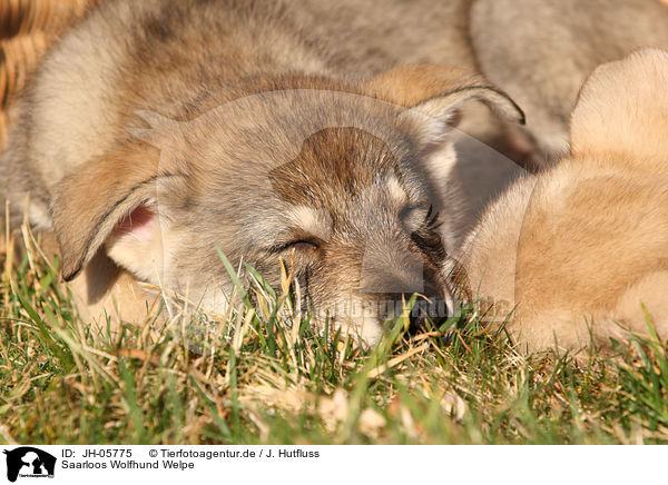 Saarloos Wolfhund Welpe / Saarloos Wolfdog Puppy / JH-05775