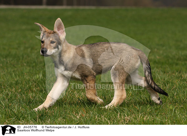 Saarloos Wolfhund Welpe / JH-05776
