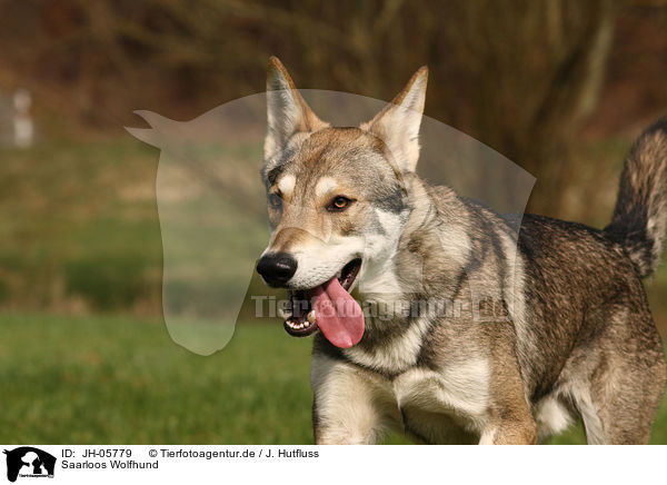 Saarloos Wolfhund / JH-05779