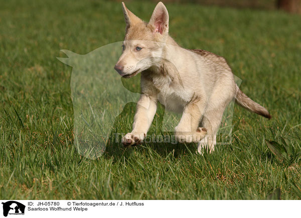 Saarloos Wolfhund Welpe / JH-05780