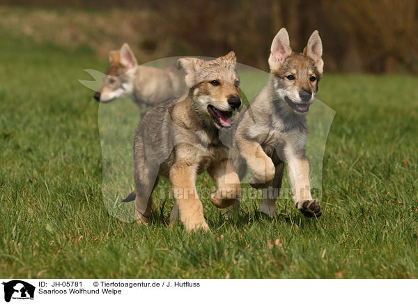 Saarloos Wolfhund Welpe / JH-05781