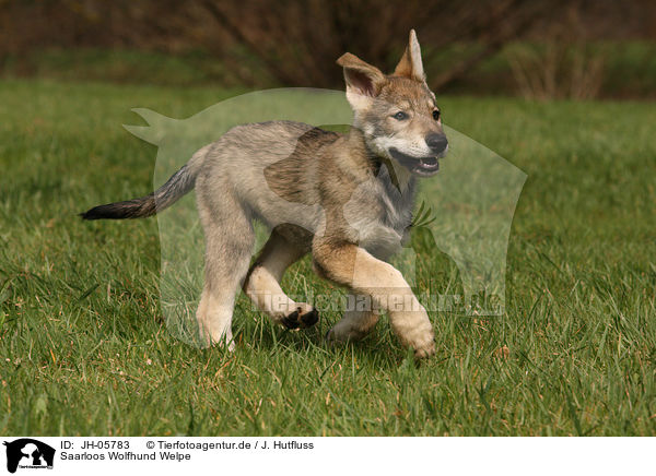 Saarloos Wolfhund Welpe / JH-05783