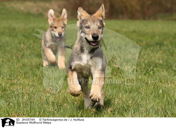 Saarloos Wolfhund Welpe / JH-05784