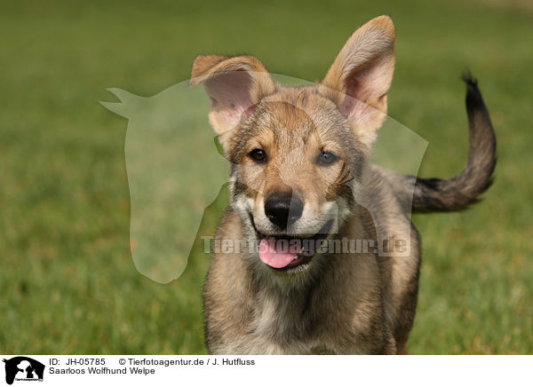 Saarloos Wolfhund Welpe / JH-05785
