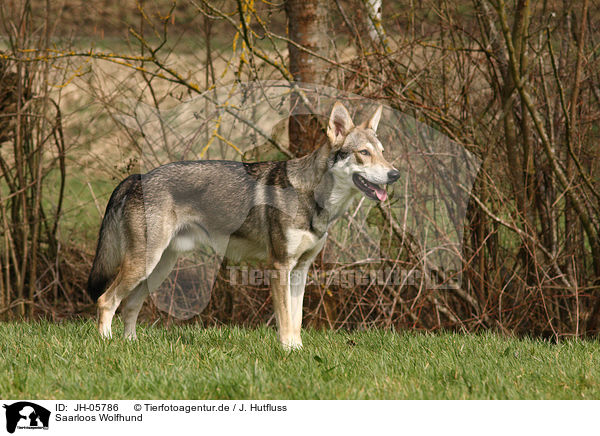 Saarloos Wolfhund / JH-05786