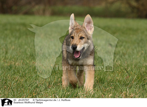Saarloos Wolfhund Welpe / JH-05787