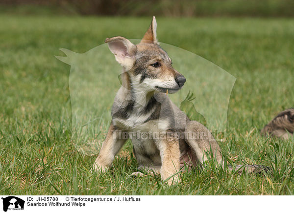 Saarloos Wolfhund Welpe / JH-05788