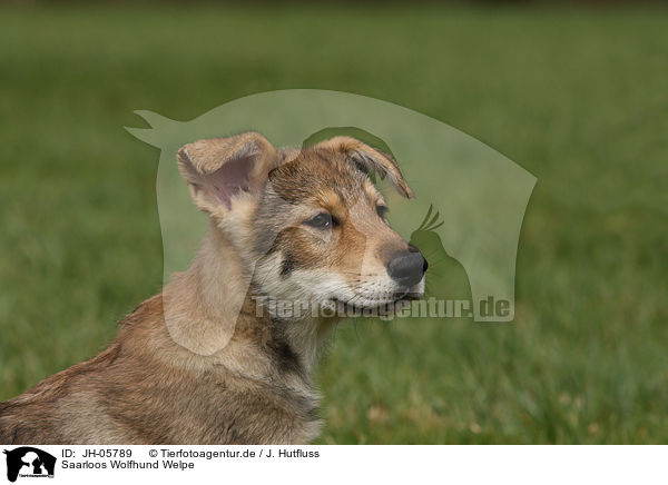 Saarloos Wolfhund Welpe / JH-05789