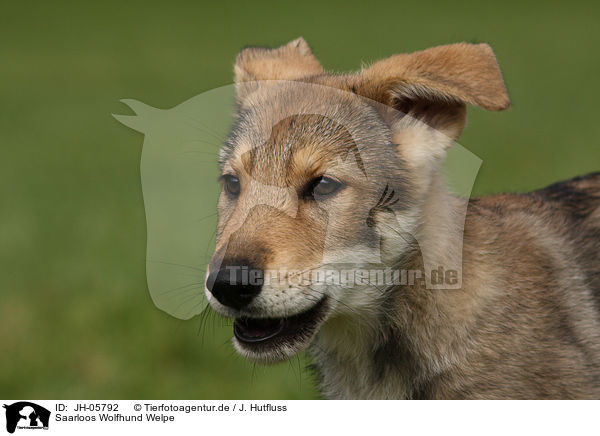 Saarloos Wolfhund Welpe / JH-05792