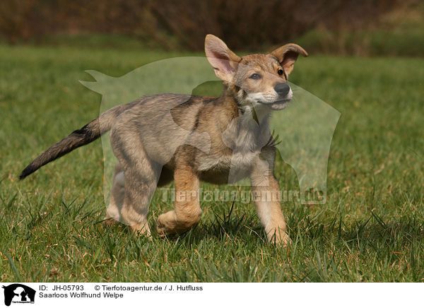 Saarloos Wolfhund Welpe / JH-05793