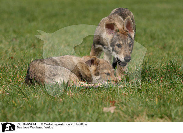 Saarloos Wolfhund Welpe / JH-05794