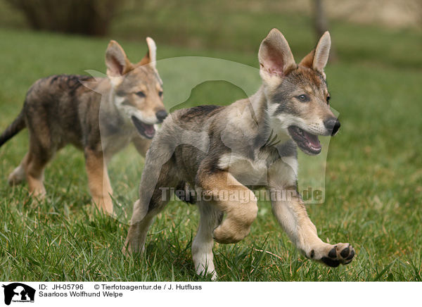 Saarloos Wolfhund Welpe / Saarloos Wolfdog Puppy / JH-05796