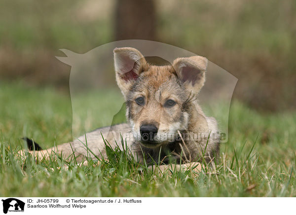 Saarloos Wolfhund Welpe / JH-05799