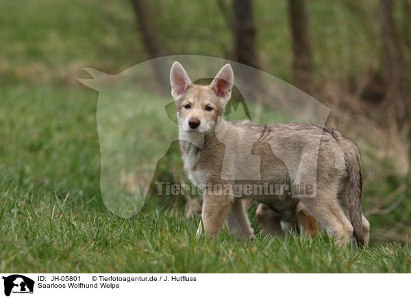 Saarloos Wolfhund Welpe / JH-05801