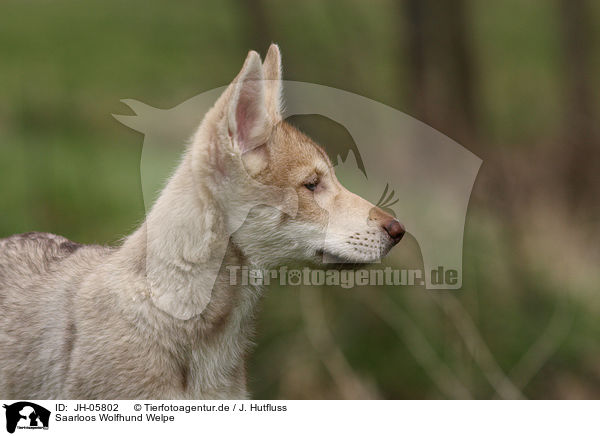 Saarloos Wolfhund Welpe / JH-05802
