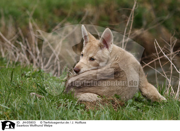 Saarloos Wolfhund Welpe / JH-05803