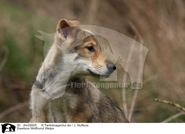 Saarloos Wolfhund Welpe / JH-05805