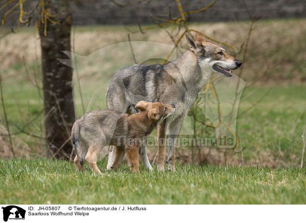 Saarloos Wolfhund Welpe / JH-05807