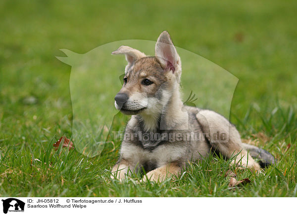 Saarloos Wolfhund Welpe / JH-05812