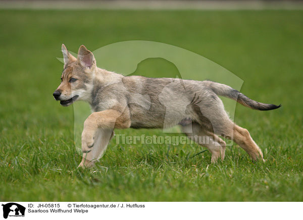 Saarloos Wolfhund Welpe / JH-05815