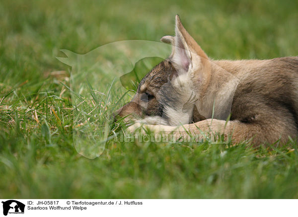 Saarloos Wolfhund Welpe / Saarloos Wolfdog Puppy / JH-05817