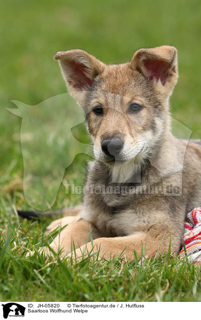 Saarloos Wolfhund Welpe / Saarloos Wolfdog Puppy / JH-05820