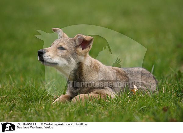 Saarloos Wolfhund Welpe / Saarloos Wolfdog Puppy / JH-05821