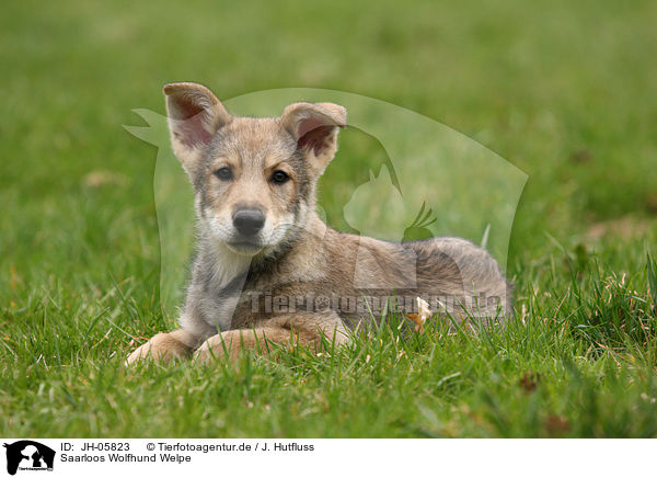 Saarloos Wolfhund Welpe / Saarloos Wolfdog Puppy / JH-05823