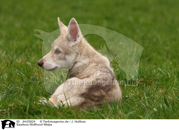 Saarloos Wolfhund Welpe / Saarloos Wolfdog Puppy / JH-05824